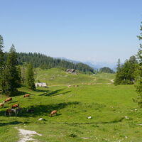 nicht mehr weit zur Ybbstalerhütte