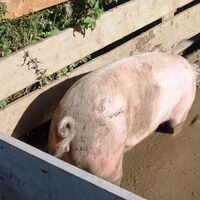 Das Schwein suhlt sich im Schlamm