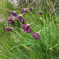 Piemonteser Knoblauch
