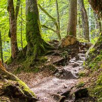 Wanderweg durch die Reichenbachklamm