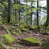 Reste der einstigen Rödelsburg