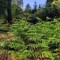 Waldbadepfad Assamstadt