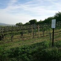 Historischer Weinberg Kalmitwingert