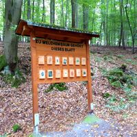 Station: Zu welchem Baum gehört dieses Blatt