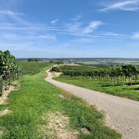 Groß-Schweinbarth, Hohlwegrunde