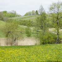 Grüne Wiese beim kleinen Steinkreuz