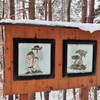Lehrreiches über Pilze