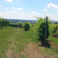 Weinberg Andezeno (TO)