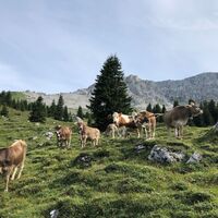 Zwischen der Saaser Alp und dem Jägglisch Horn