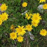 Flora: