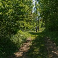 Waldweg