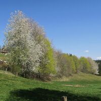 Frühling