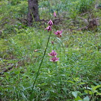 Flora