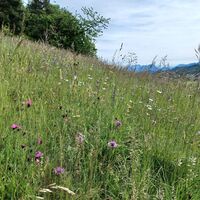 Blumenwiese oberhalb vom Pulvererhof