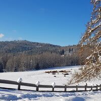 Pferde und Esel