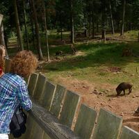 Blick vom Aussichtssteg ins Wildschweingehege
