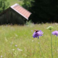 Viel zu entdecken am Bergwiesenpfad