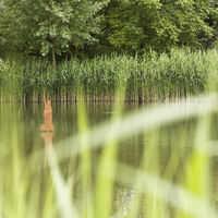 Hermann im Teich CC BY-SA - LTM.jpg
