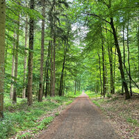 Waldweg im Rießel bei Bad Bevensen