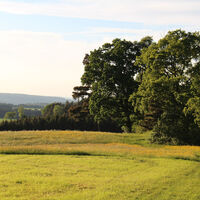 Wald und Wiesen