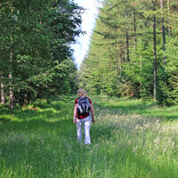 Wanderin mitten im Forst Lintel