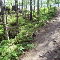 Lammassaari