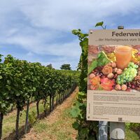 Infotafel Federweißer