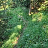 Pfadspur nördlich des Scheinberggrabens.