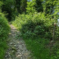 technisch anspruchsvollerer Anstieg im Wald