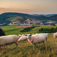 Schafe am Ettelsberg im Abendlicht