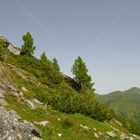 weiter oben dann endlich keine Latschen mehr