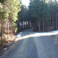 Forstweg Richtung Ammering