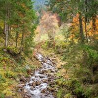 Herbstliches Bacherl
