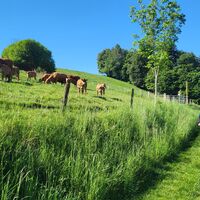 Wiesenweg - Schluchtenweg Trailrun