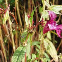 Drüsiges Springkraut (Impatiens glandulifera)