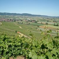 Beim Traubenblütenfest