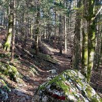 L1 Hochbuchberg Trail