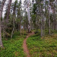 Alter Urwald