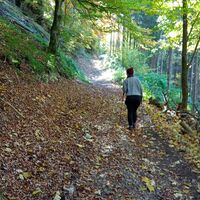 Im Wald kurz vorm Mirabach