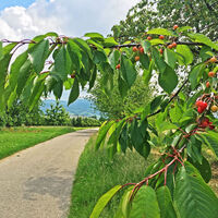 Radweg an den Obstplantagen