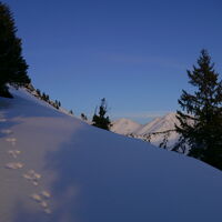 wir folgen den Hasenspuren, es dämmert bereits