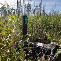 Susineva hat ein großes Waldschutzgebiet
