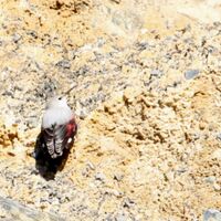 Vogelpfad Saillon