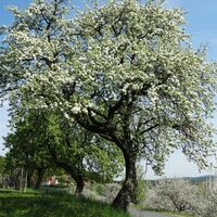 Apfelgärten, Gemeinde Etzersdorf-Rollsdorf, Oststeiermark