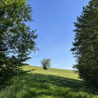 .. bis zu einer Wiese. Hier geradeaus auf Wiesenpfad weiter..
