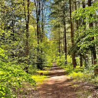 Weg im Holter Wald in Schloß Holte-Stukenbrock