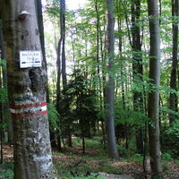 am Rückweg Schöpfl Nordseite