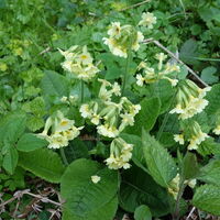 Flora: Echte Schlüsselblume