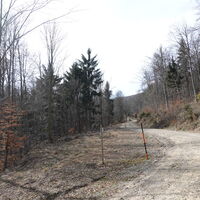 Forststraße im Salygraben