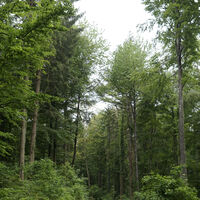Mischwald oberhalb von Gebhardsweiler in Richtung Daisendorf